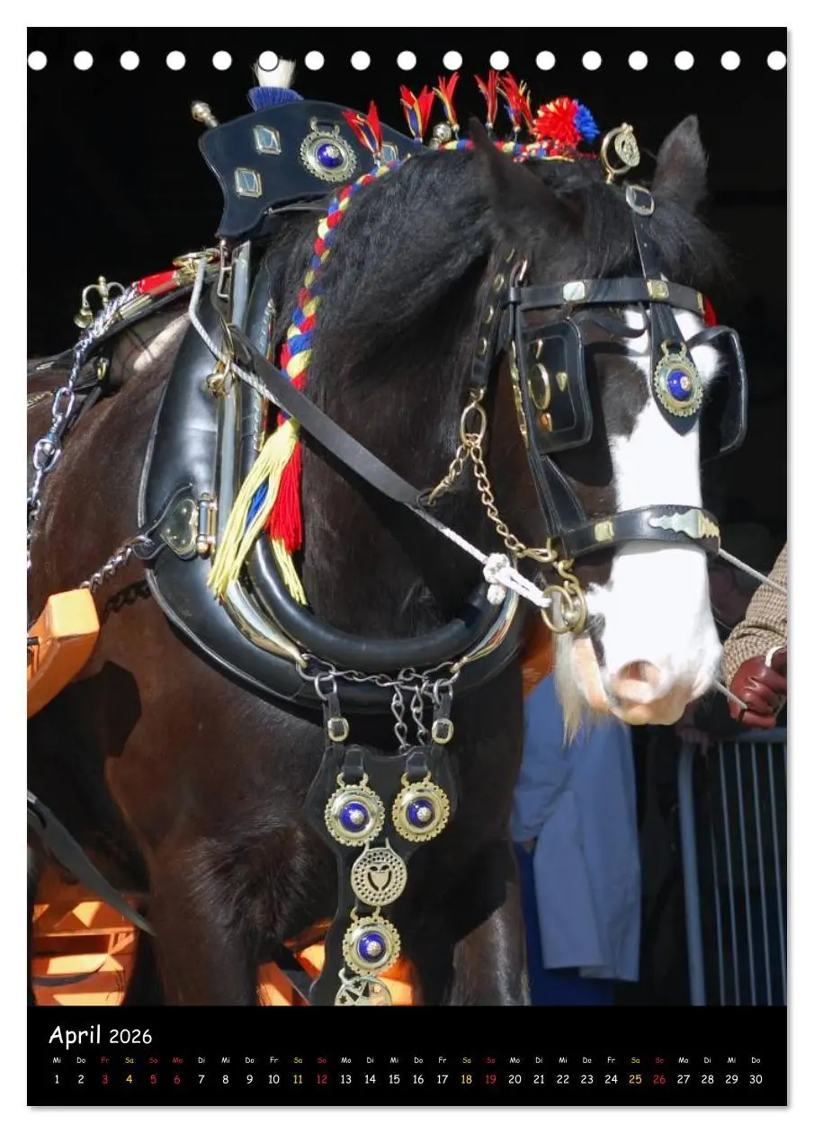 Bild: 9783516474534 | Shire Horse - Geschmückte Riesen (Tischkalender 2026 DIN A5 hoch),...