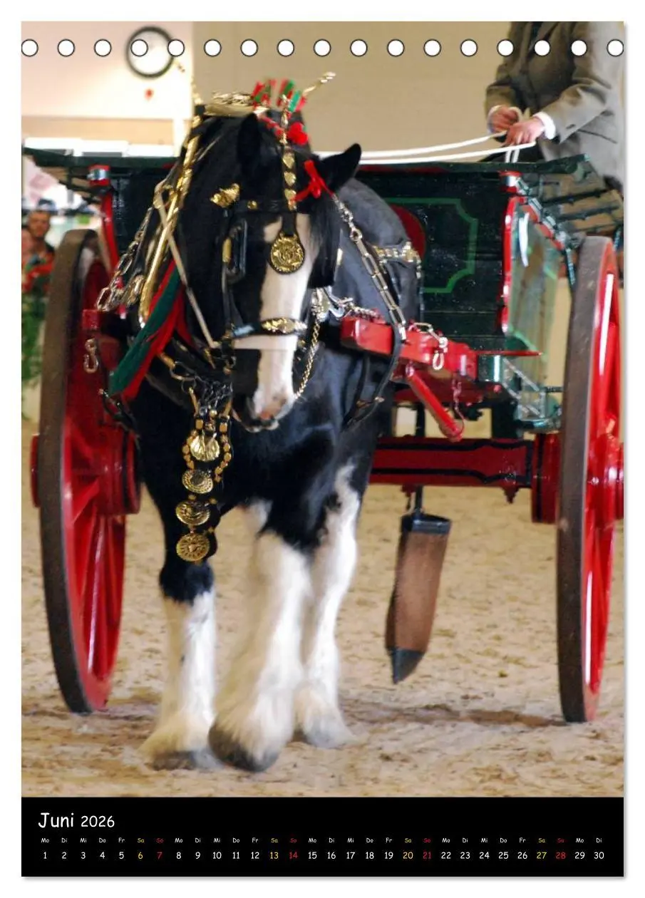 Bild: 9783516474534 | Shire Horse - Geschmückte Riesen (Tischkalender 2026 DIN A5 hoch),...