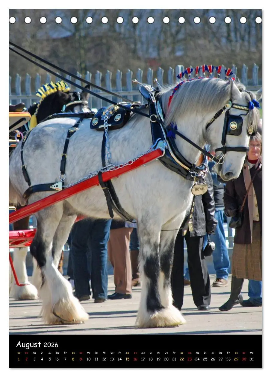 Bild: 9783516474534 | Shire Horse - Geschmückte Riesen (Tischkalender 2026 DIN A5 hoch),...