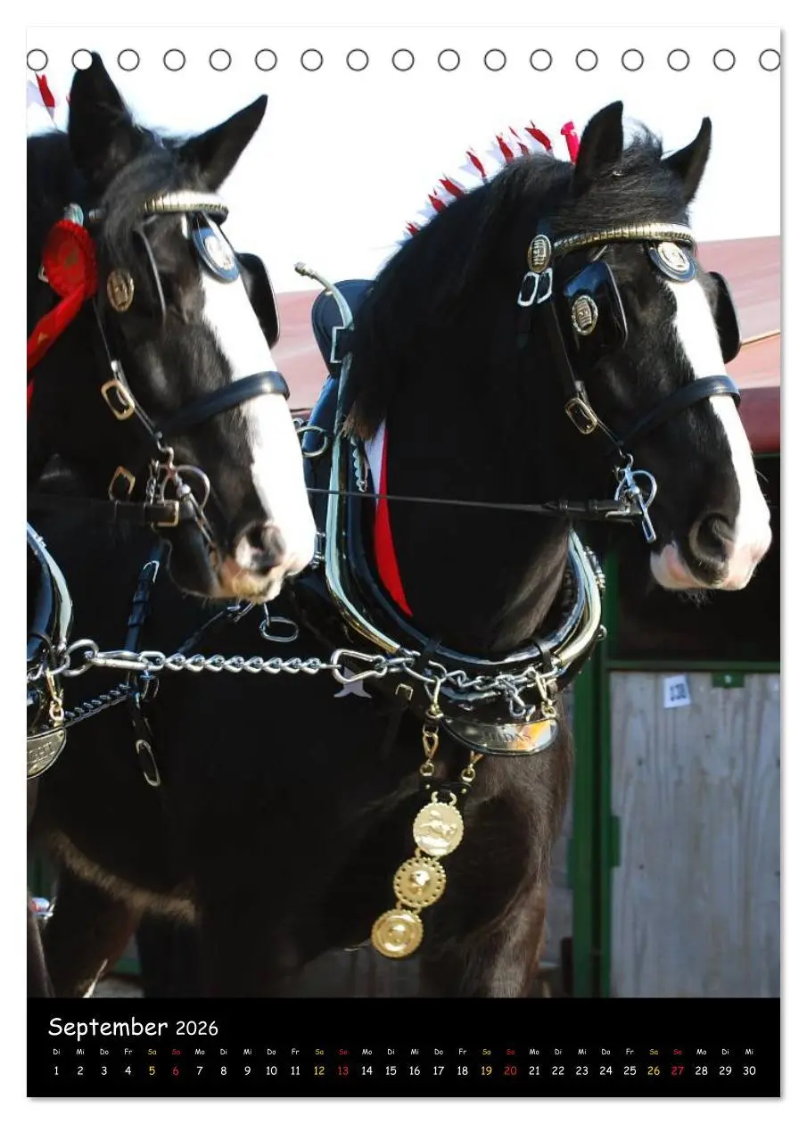 Bild: 9783516474534 | Shire Horse - Geschmückte Riesen (Tischkalender 2026 DIN A5 hoch),...
