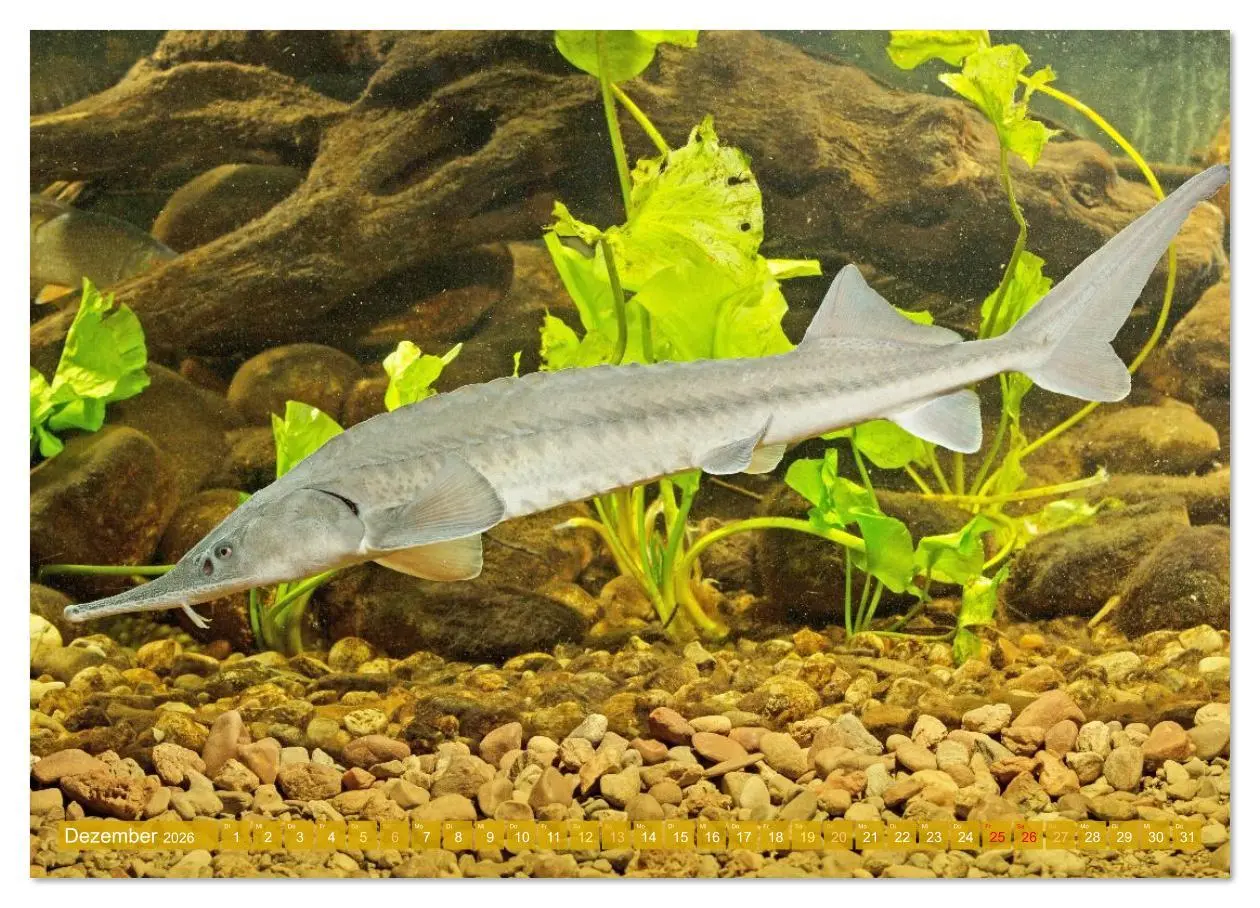 Bild: 9783516614534 | Heimische Fische: Karpfen, Forelle, Hecht (hochwertiger Premium...