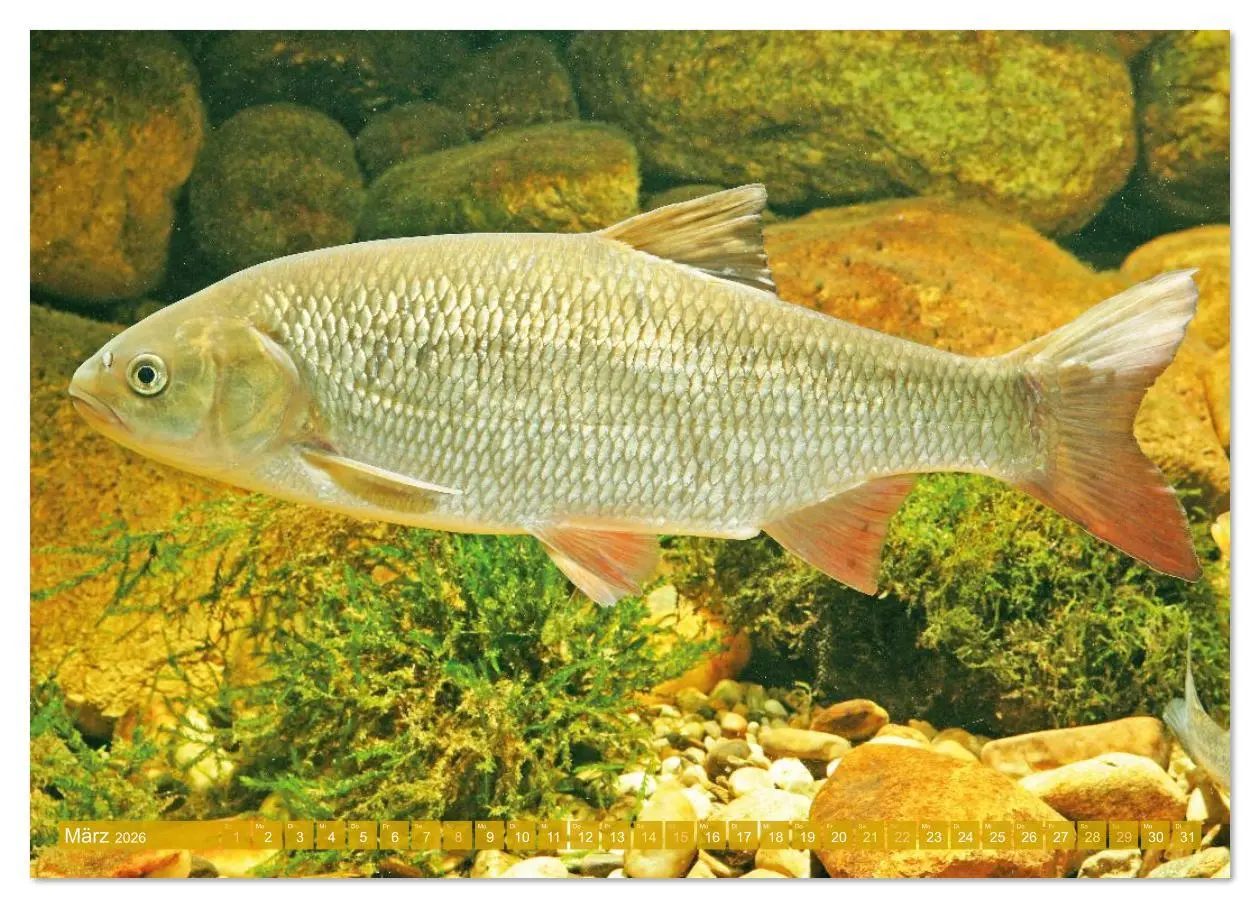 Bild: 9783516614534 | Heimische Fische: Karpfen, Forelle, Hecht (hochwertiger Premium...