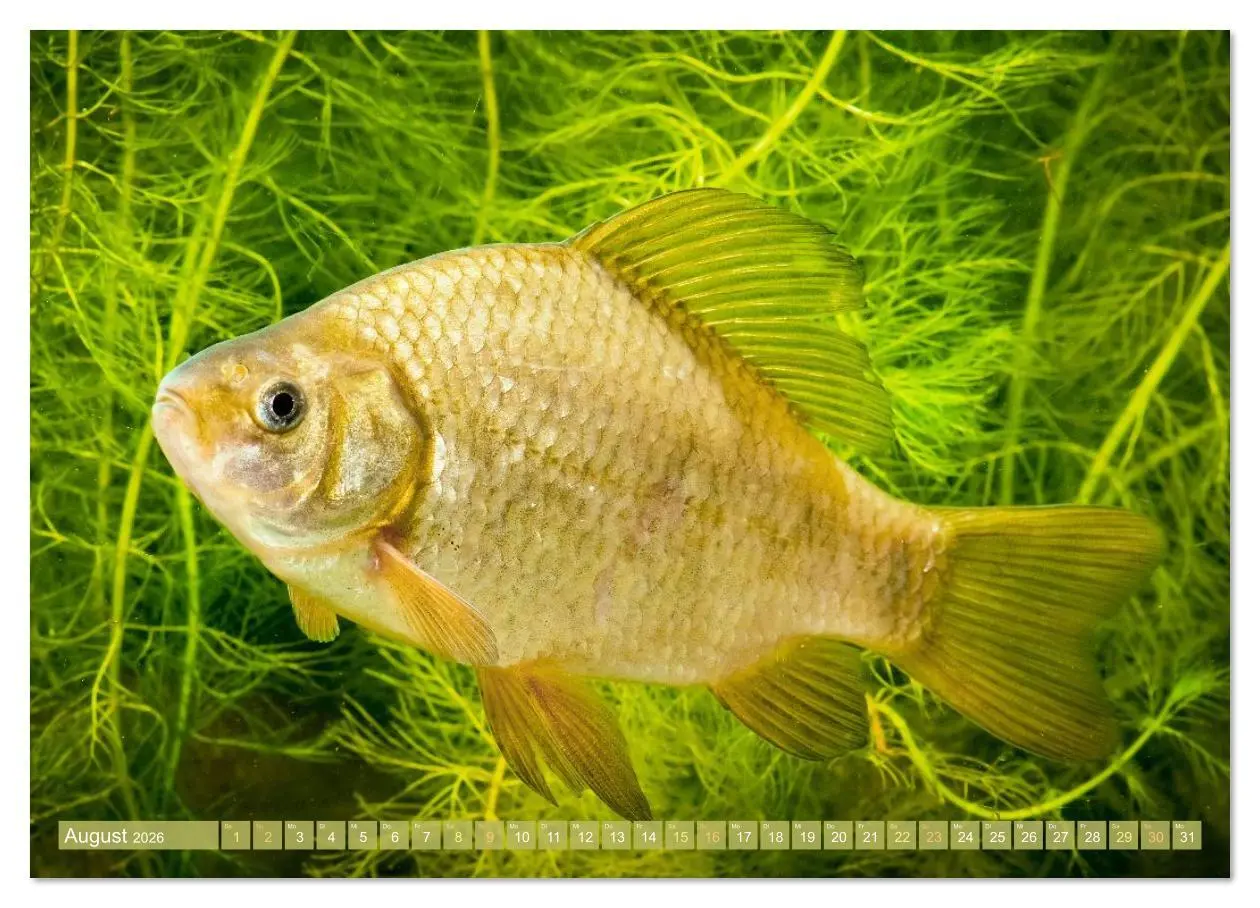 Bild: 9783516614534 | Heimische Fische: Karpfen, Forelle, Hecht (hochwertiger Premium...
