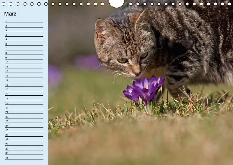 Bild: 9783660084634 | Samtpfoten / Geburtstagskalender (Wandkalender immerwährend DIN A4...