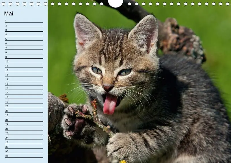 Bild: 9783660084634 | Samtpfoten / Geburtstagskalender (Wandkalender immerwährend DIN A4...
