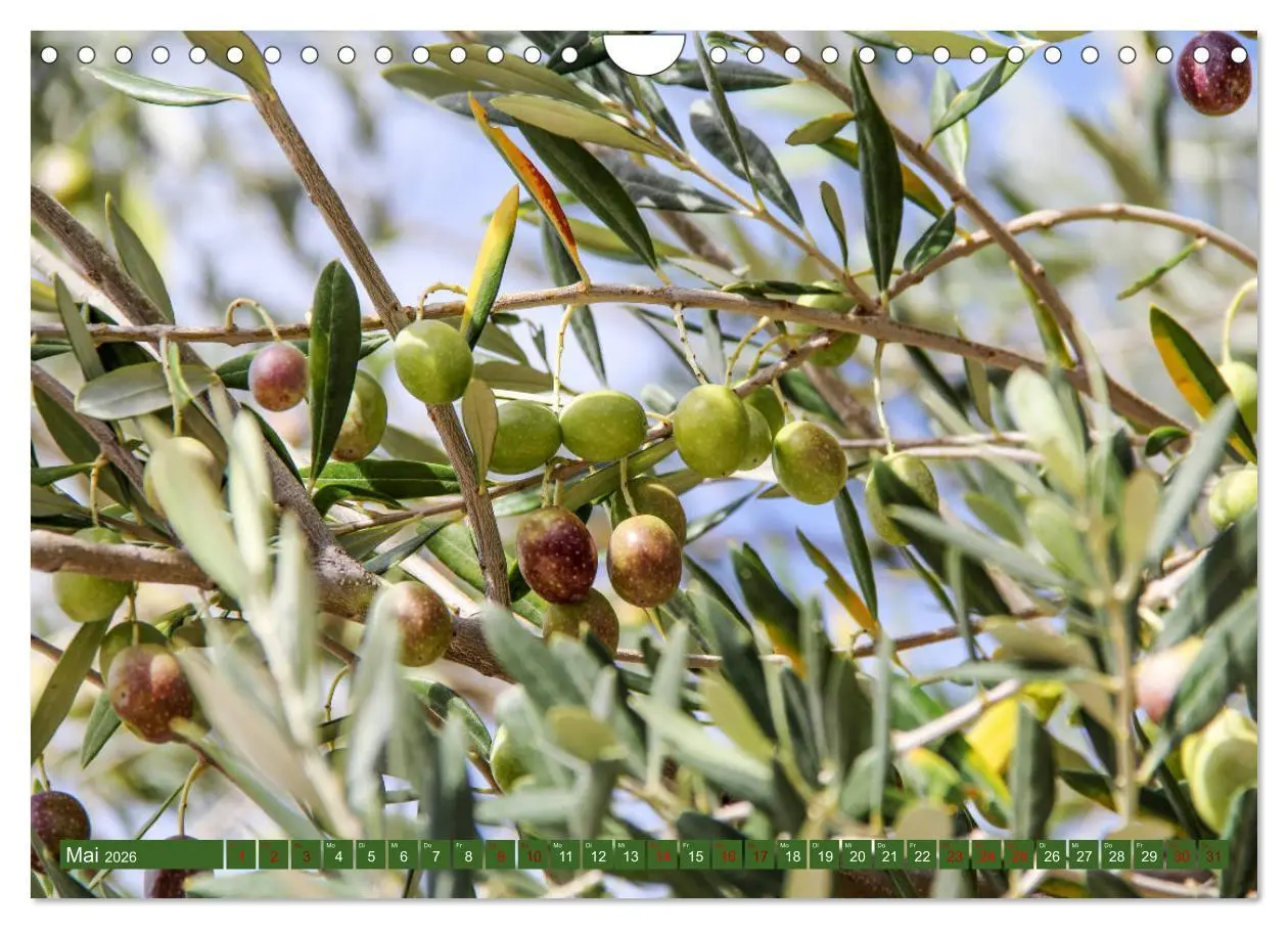 Bild: 9783457814734 | Inselwelt Cres &amp; Losinj (Wandkalender 2026 DIN A4 quer), CALVENDO...