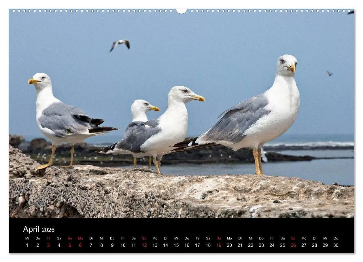 Bild: 9783457984734 | Essaouira. Marokko (Wandkalender 2026 DIN A2 quer), CALVENDO...
