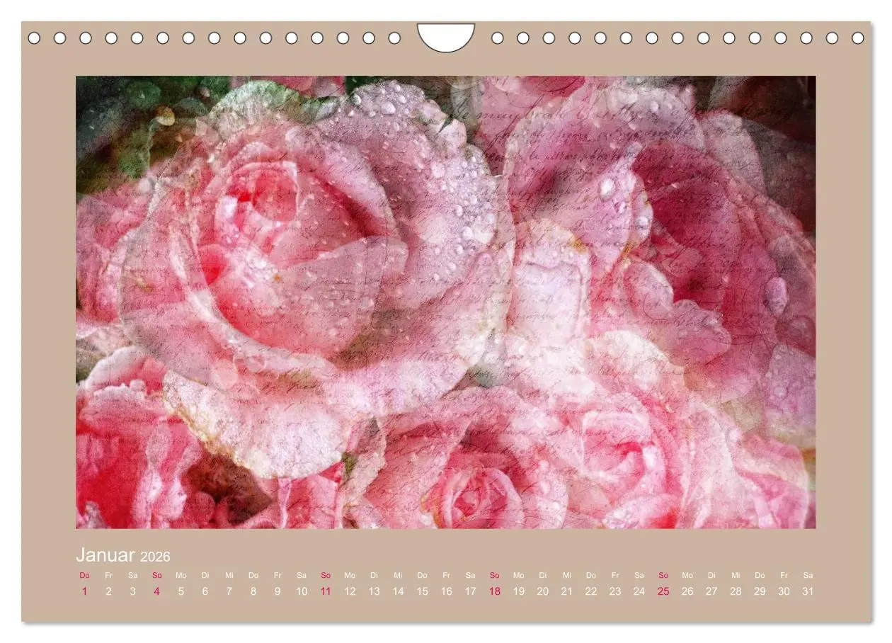 Bild: 9783516144734 | Romantische Rosen (Wandkalender 2026 DIN A4 quer), CALVENDO...