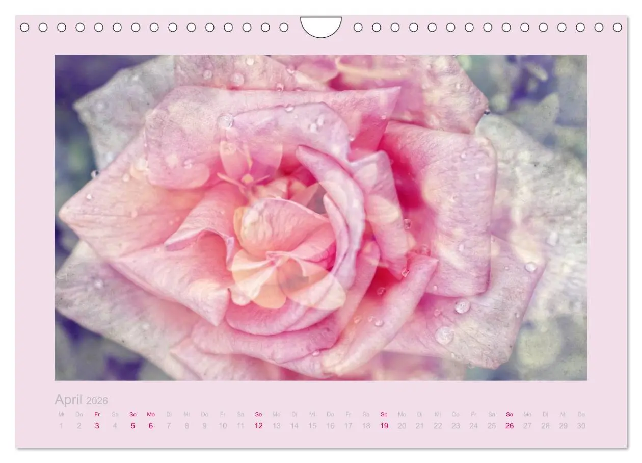 Bild: 9783516144734 | Romantische Rosen (Wandkalender 2026 DIN A4 quer), CALVENDO...