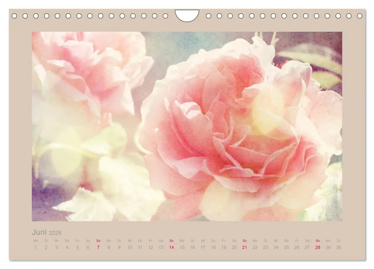Bild: 9783516144734 | Romantische Rosen (Wandkalender 2026 DIN A4 quer), CALVENDO...