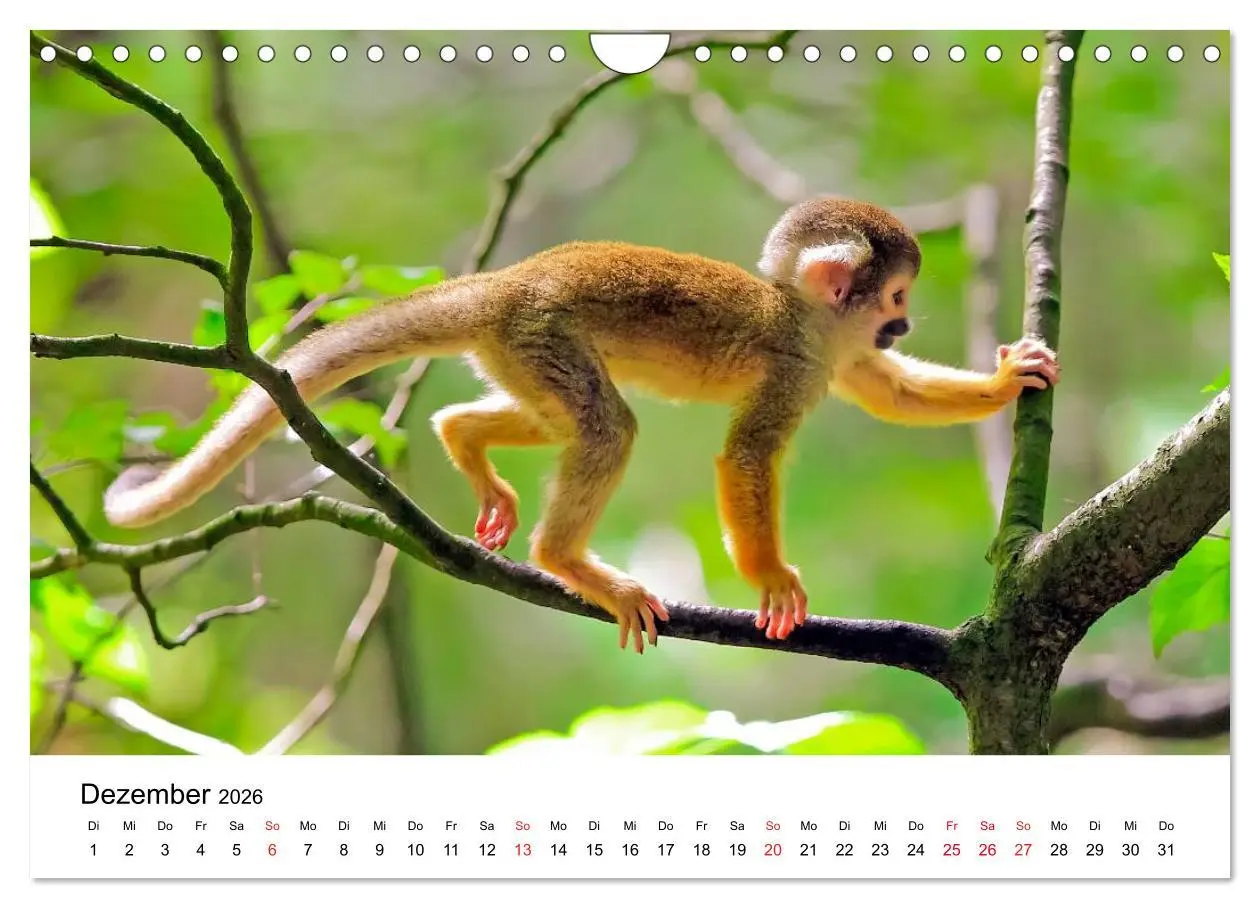 Bild: 9783457964934 | Totenkopfaffen (Wandkalender 2026 DIN A4 quer), CALVENDO...