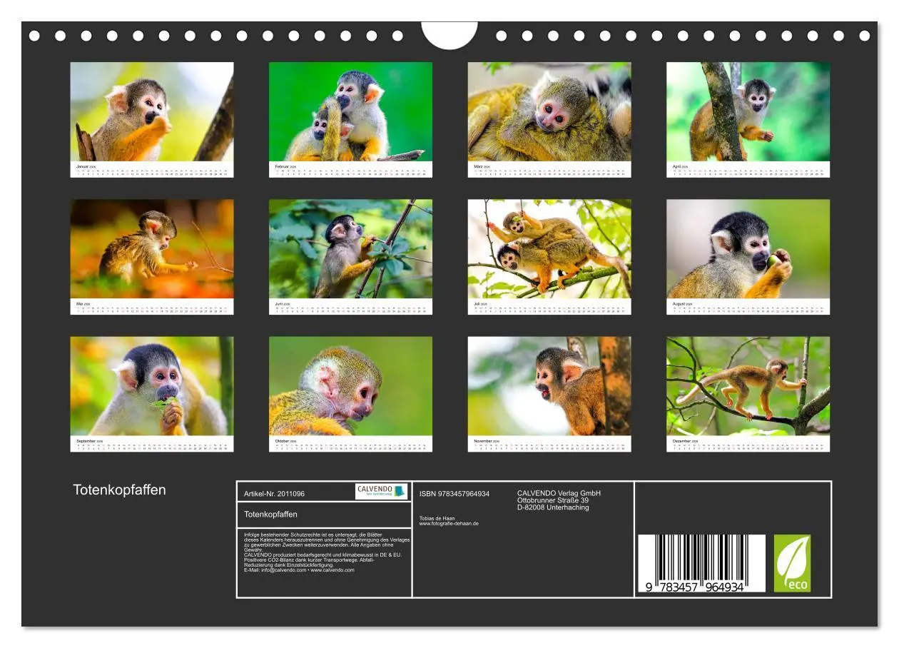 Bild: 9783457964934 | Totenkopfaffen (Wandkalender 2026 DIN A4 quer), CALVENDO...