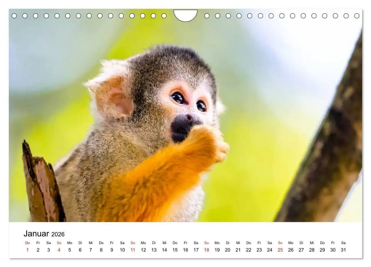 Bild: 9783457964934 | Totenkopfaffen (Wandkalender 2026 DIN A4 quer), CALVENDO...