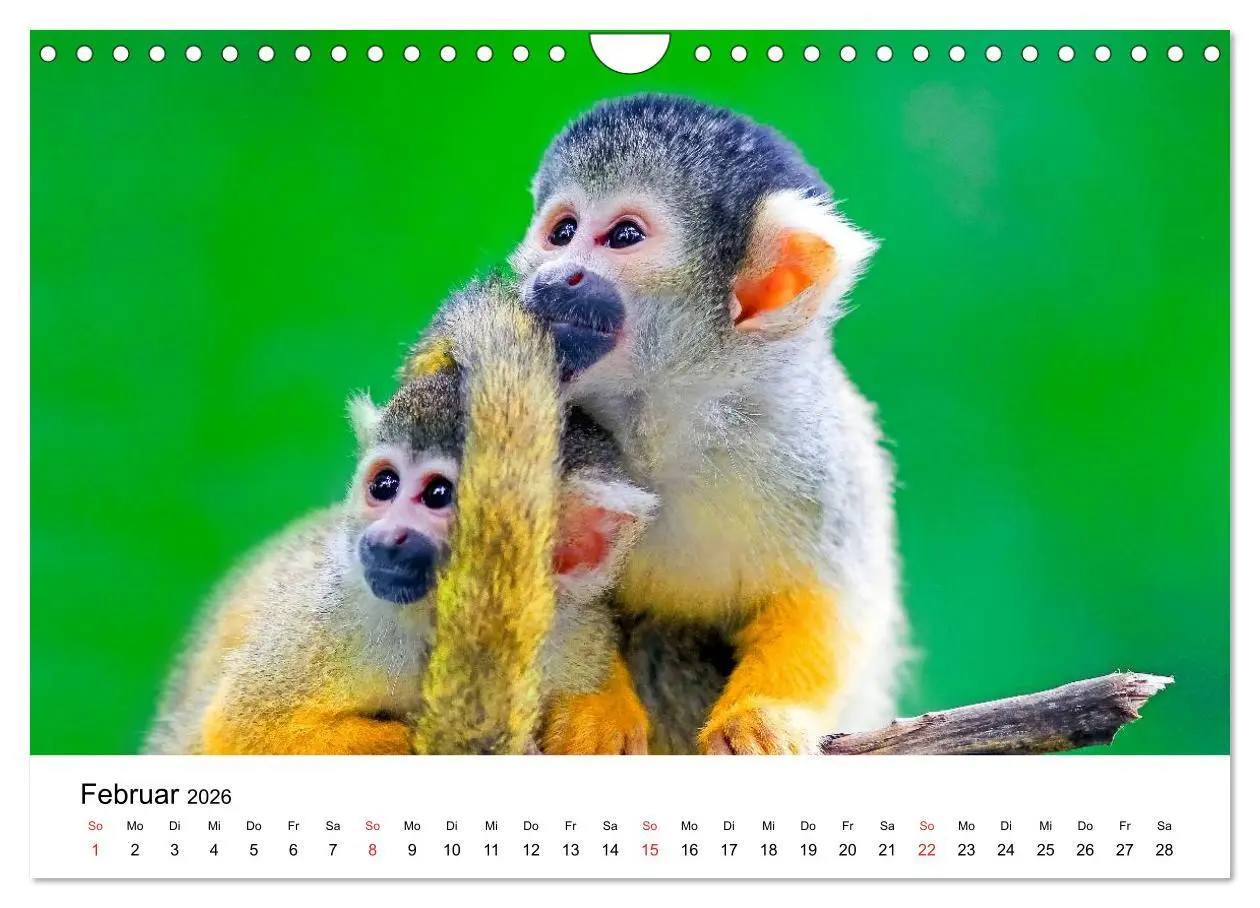 Bild: 9783457964934 | Totenkopfaffen (Wandkalender 2026 DIN A4 quer), CALVENDO...