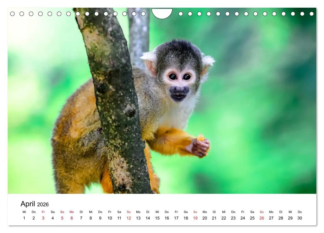 Bild: 9783457964934 | Totenkopfaffen (Wandkalender 2026 DIN A4 quer), CALVENDO...