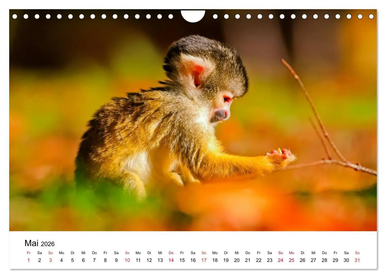 Bild: 9783457964934 | Totenkopfaffen (Wandkalender 2026 DIN A4 quer), CALVENDO...