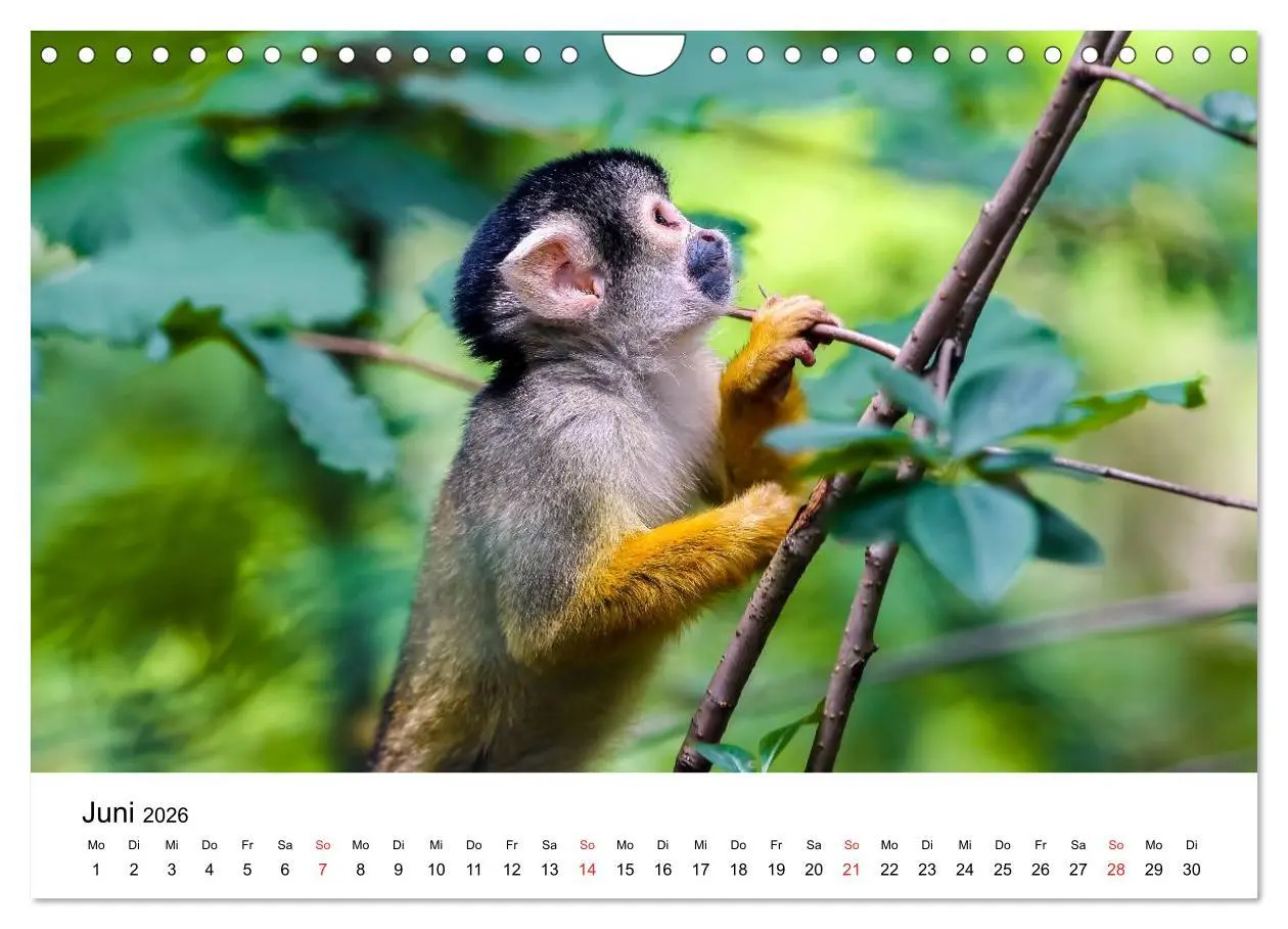 Bild: 9783457964934 | Totenkopfaffen (Wandkalender 2026 DIN A4 quer), CALVENDO...