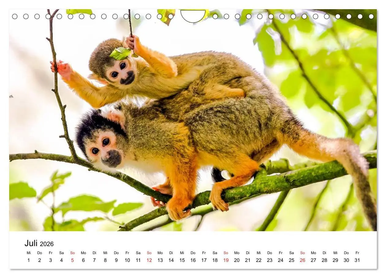Bild: 9783457964934 | Totenkopfaffen (Wandkalender 2026 DIN A4 quer), CALVENDO...