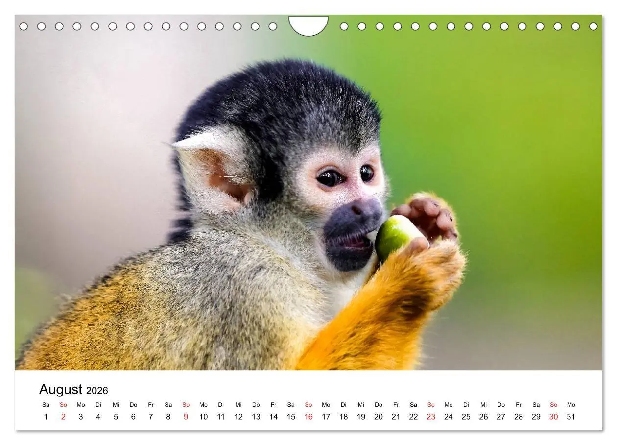 Bild: 9783457964934 | Totenkopfaffen (Wandkalender 2026 DIN A4 quer), CALVENDO...