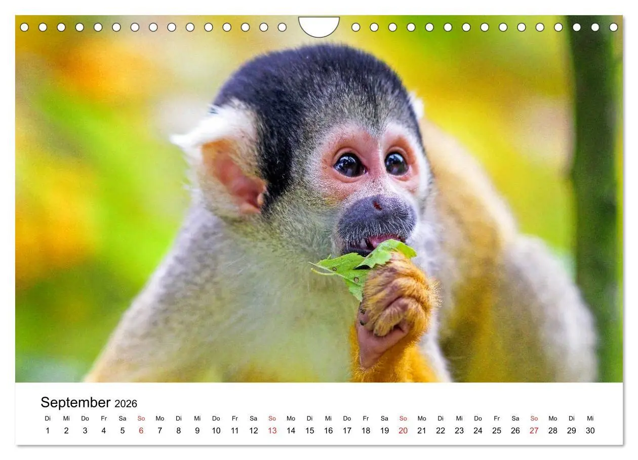 Bild: 9783457964934 | Totenkopfaffen (Wandkalender 2026 DIN A4 quer), CALVENDO...