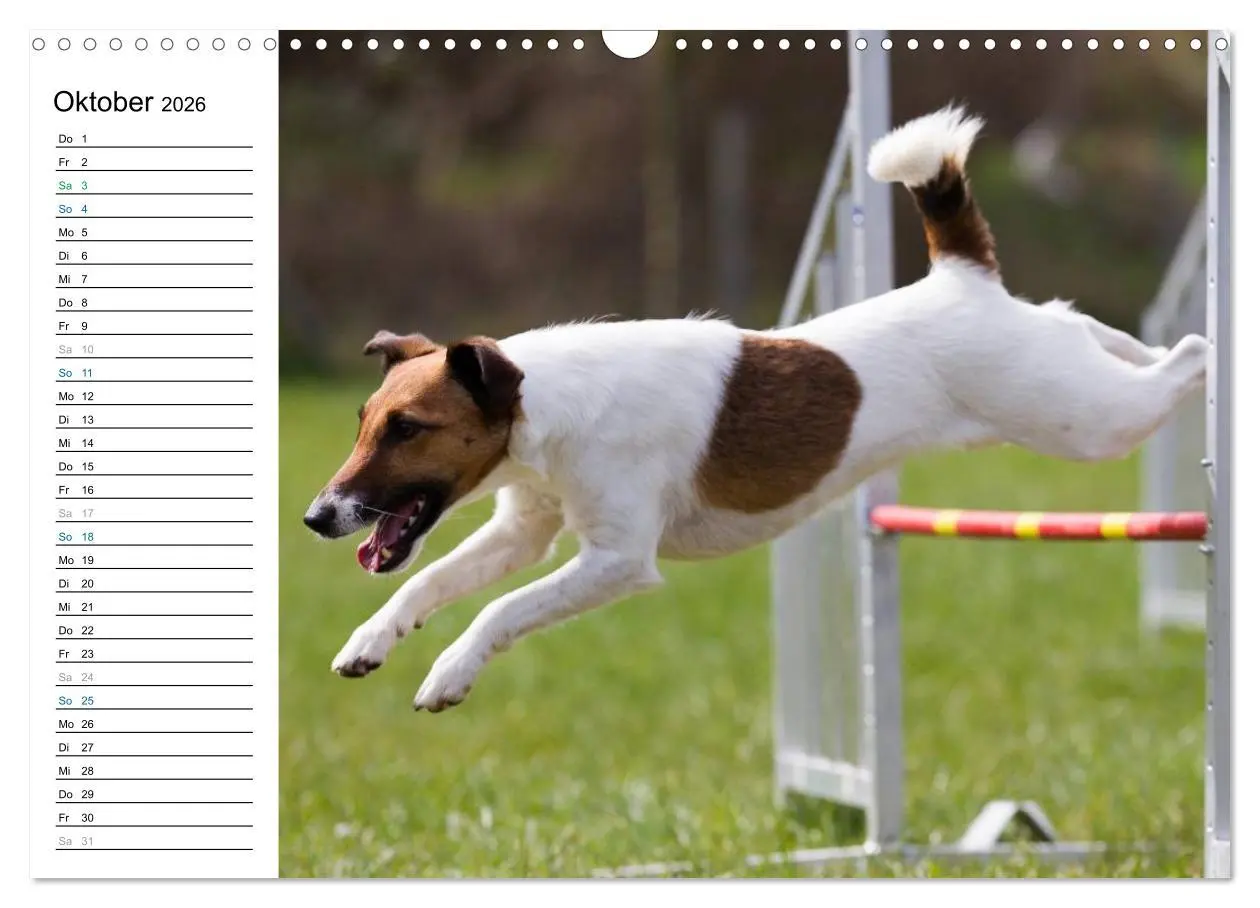 Bild: 9783516015034 | Agility - Sport und Spass (Wandkalender 2026 DIN A3 quer), CALVENDO...