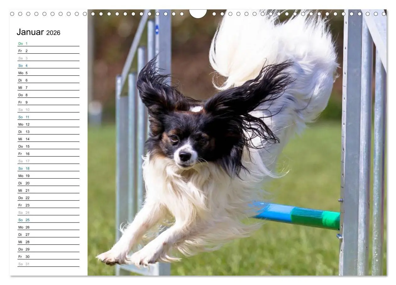 Bild: 9783516015034 | Agility - Sport und Spass (Wandkalender 2026 DIN A3 quer), CALVENDO...