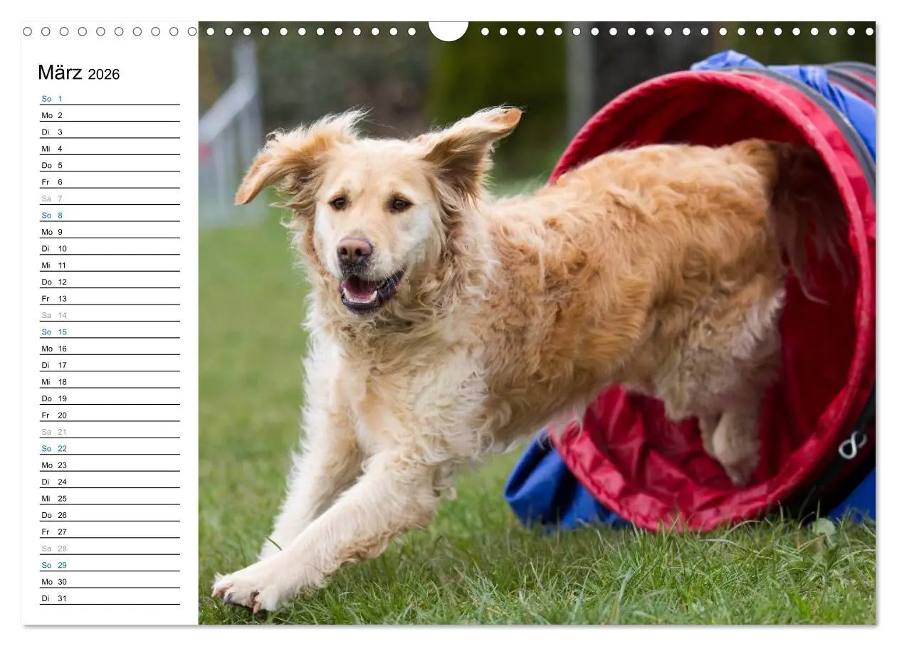 Bild: 9783516015034 | Agility - Sport und Spass (Wandkalender 2026 DIN A3 quer), CALVENDO...