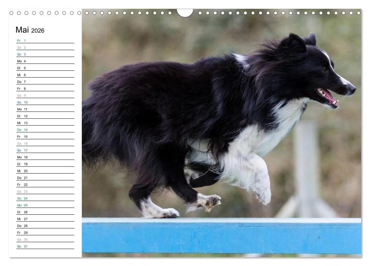 Bild: 9783516015034 | Agility - Sport und Spass (Wandkalender 2026 DIN A3 quer), CALVENDO...
