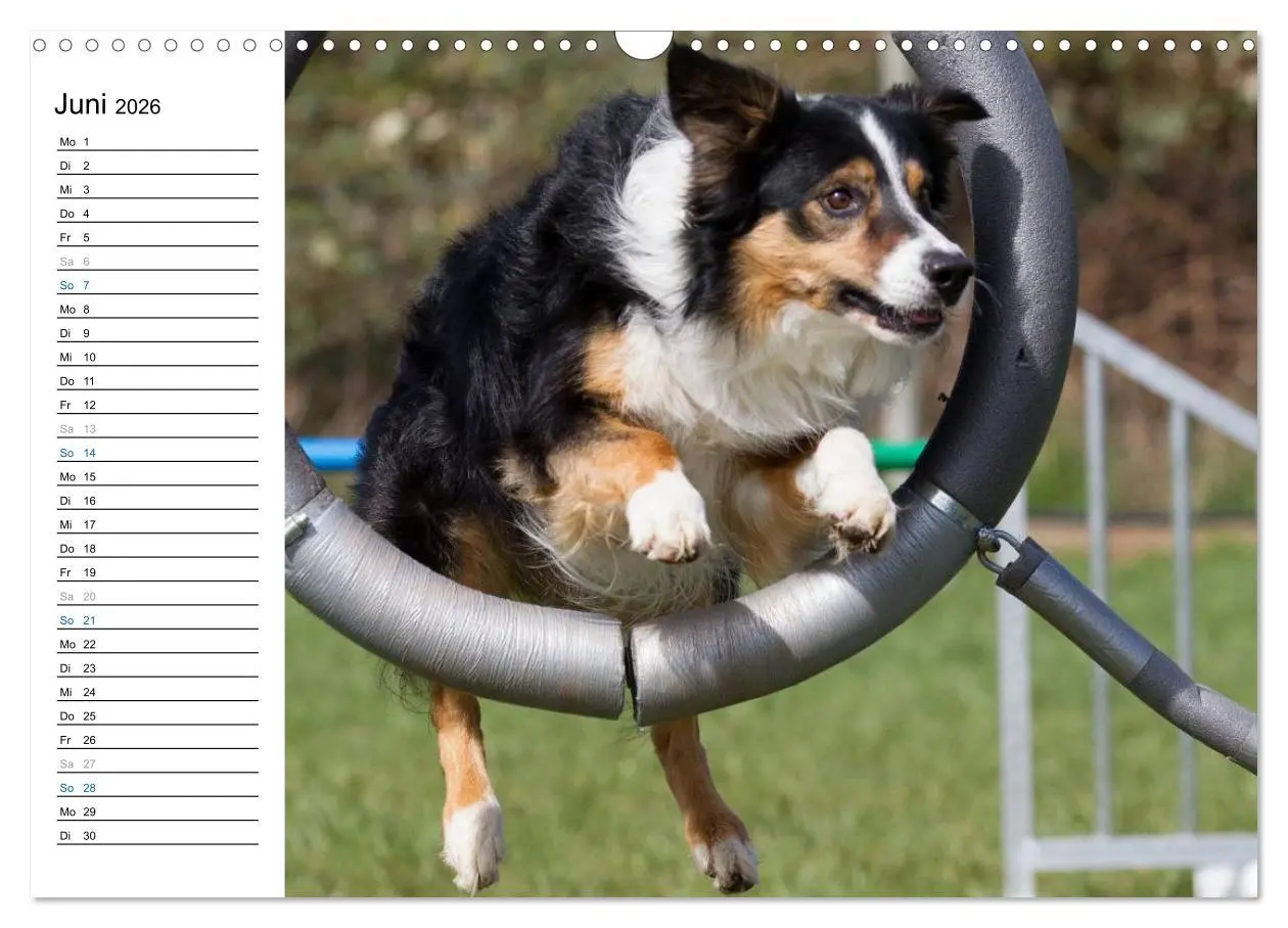 Bild: 9783516015034 | Agility - Sport und Spass (Wandkalender 2026 DIN A3 quer), CALVENDO...