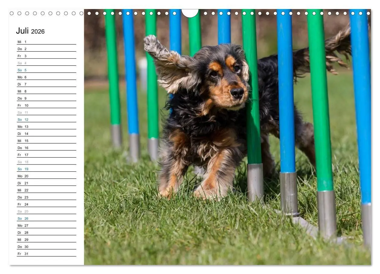 Bild: 9783516015034 | Agility - Sport und Spass (Wandkalender 2026 DIN A3 quer), CALVENDO...