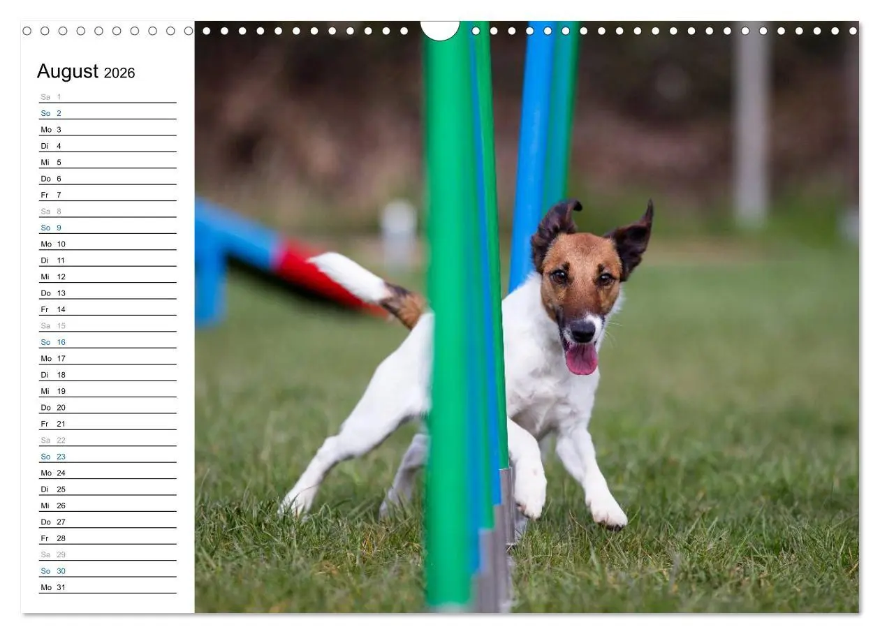 Bild: 9783516015034 | Agility - Sport und Spass (Wandkalender 2026 DIN A3 quer), CALVENDO...