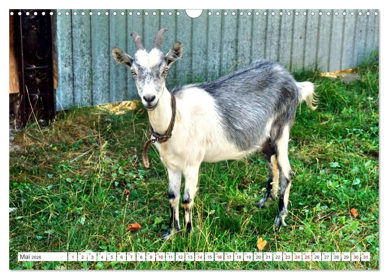 Bild: 9783457605134 | Dorfidylle - Landleben in Russland (Wandkalender 2026 DIN A3 quer),...