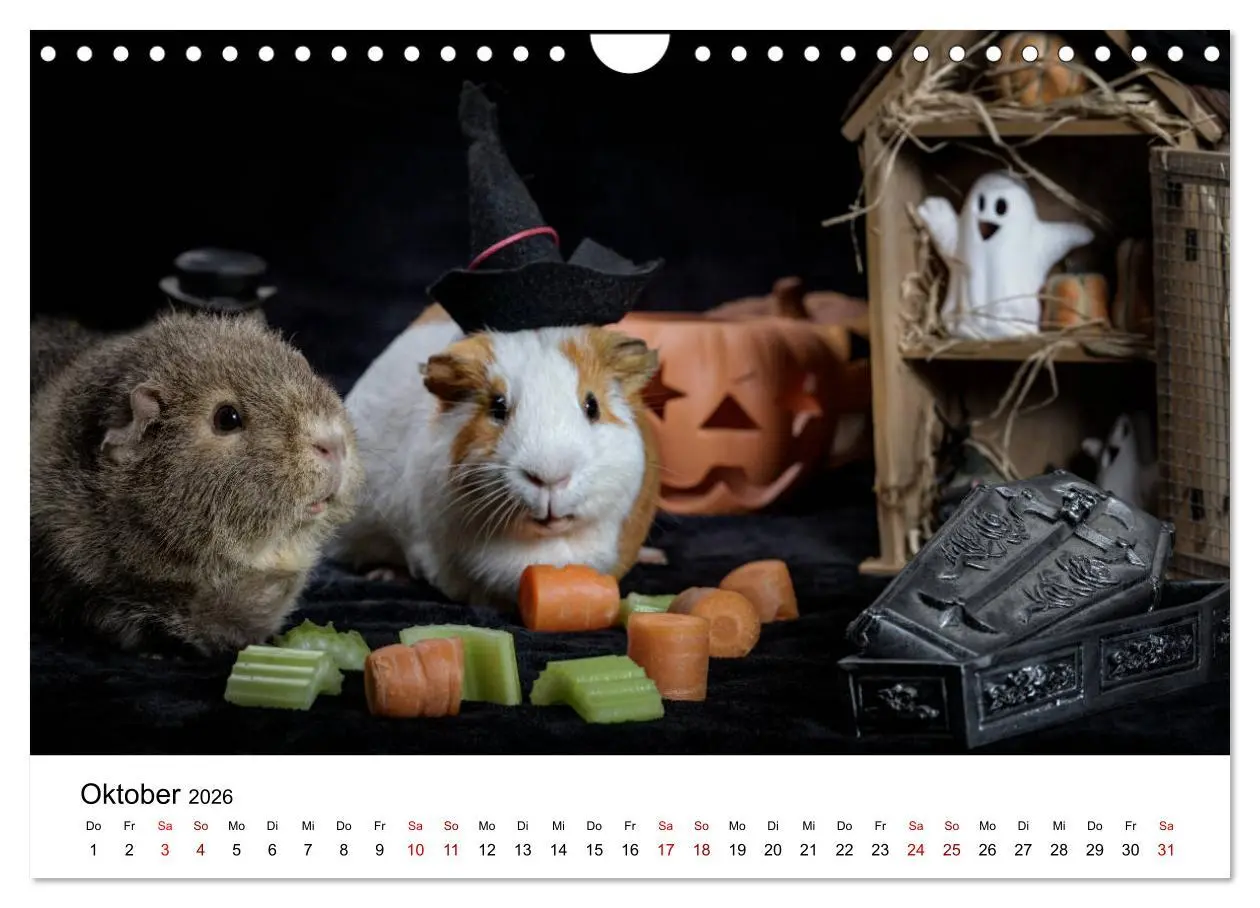 Bild: 9783457905234 | Unsere Meerschweinchen (Wandkalender 2026 DIN A4 quer), CALVENDO...