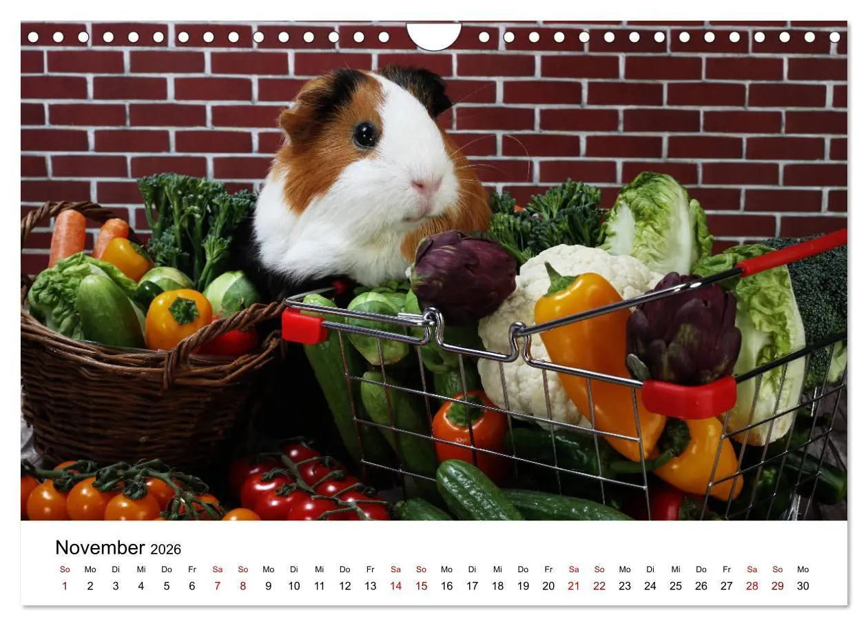 Bild: 9783457905234 | Unsere Meerschweinchen (Wandkalender 2026 DIN A4 quer), CALVENDO...