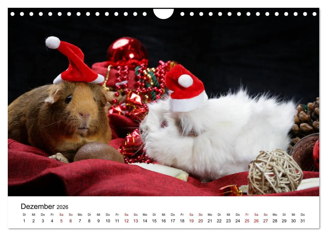 Bild: 9783457905234 | Unsere Meerschweinchen (Wandkalender 2026 DIN A4 quer), CALVENDO...