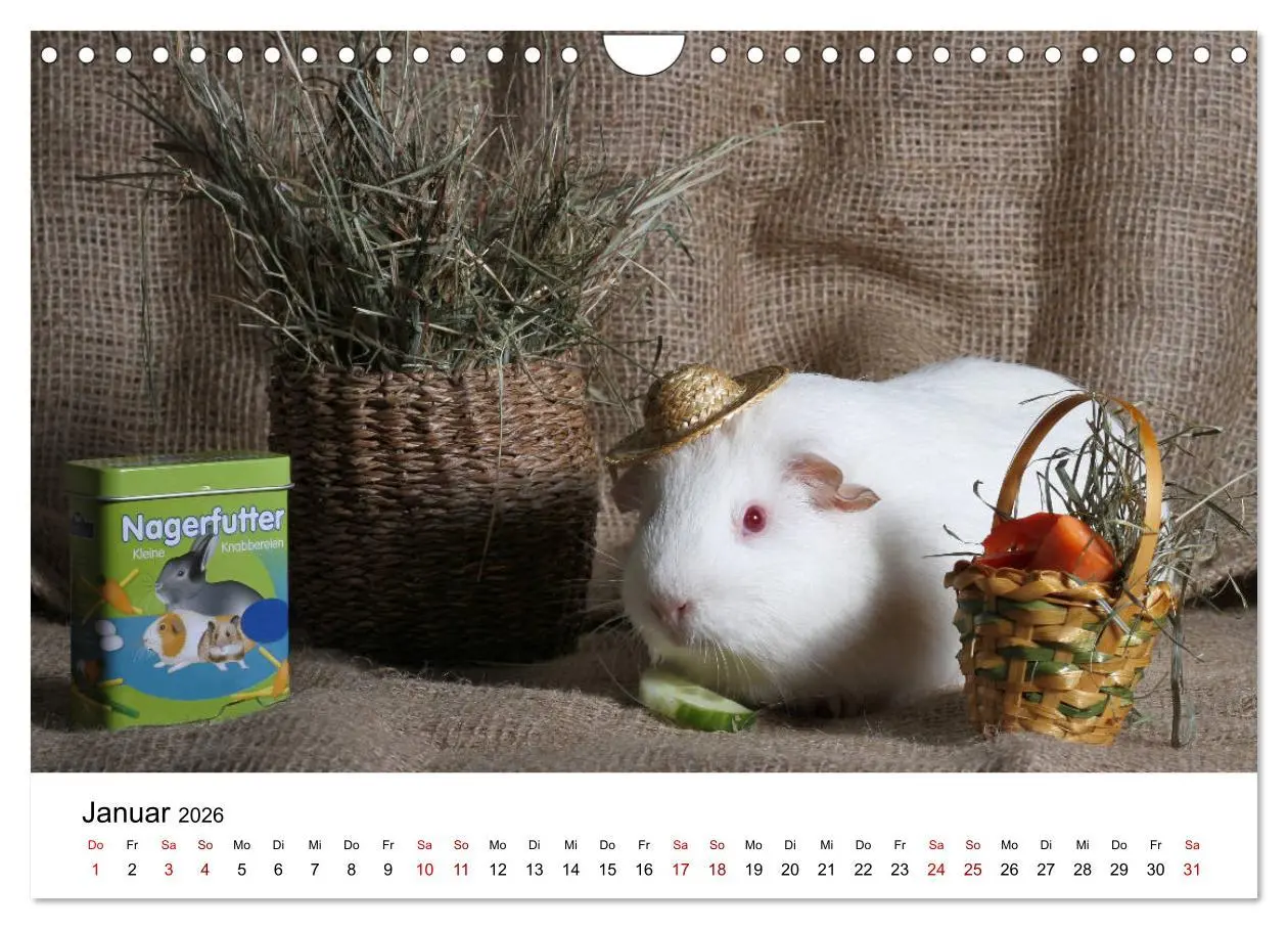 Bild: 9783457905234 | Unsere Meerschweinchen (Wandkalender 2026 DIN A4 quer), CALVENDO...