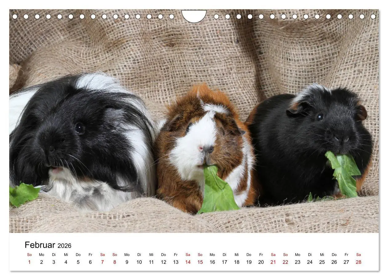 Bild: 9783457905234 | Unsere Meerschweinchen (Wandkalender 2026 DIN A4 quer), CALVENDO...