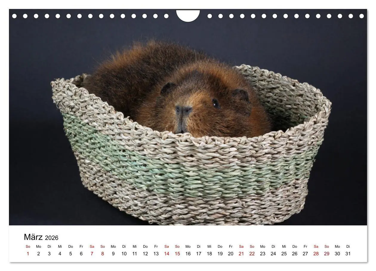 Bild: 9783457905234 | Unsere Meerschweinchen (Wandkalender 2026 DIN A4 quer), CALVENDO...