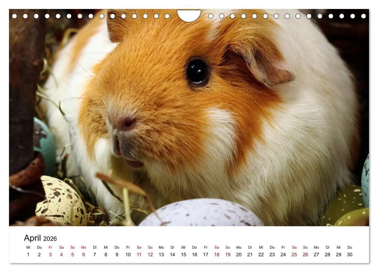 Bild: 9783457905234 | Unsere Meerschweinchen (Wandkalender 2026 DIN A4 quer), CALVENDO...