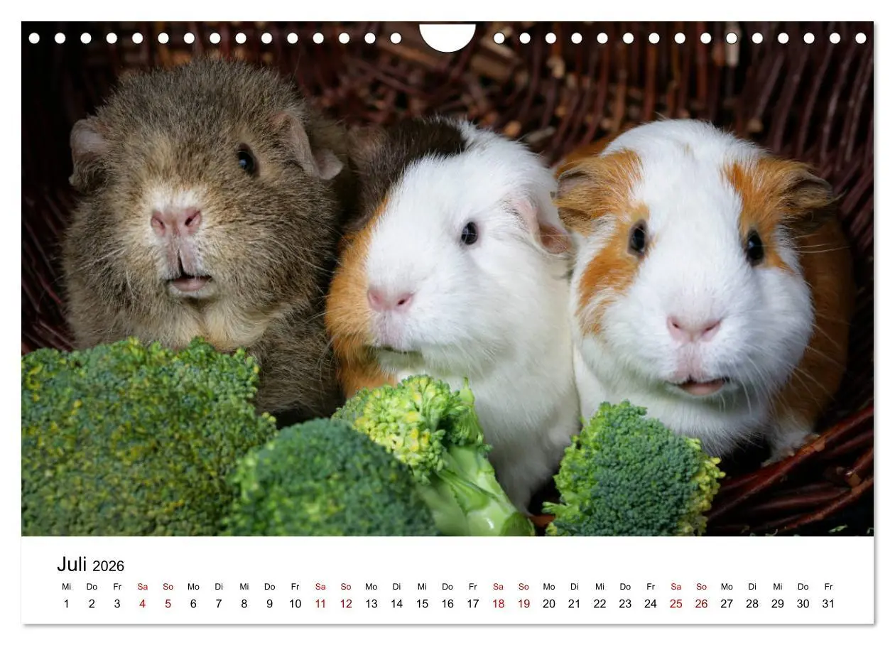 Bild: 9783457905234 | Unsere Meerschweinchen (Wandkalender 2026 DIN A4 quer), CALVENDO...