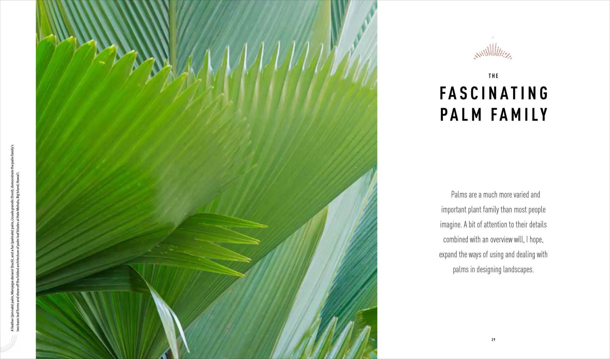 Bild: 9781604695434 | Designing with Palms | Jason Dewees | Buch | Gebunden | Englisch