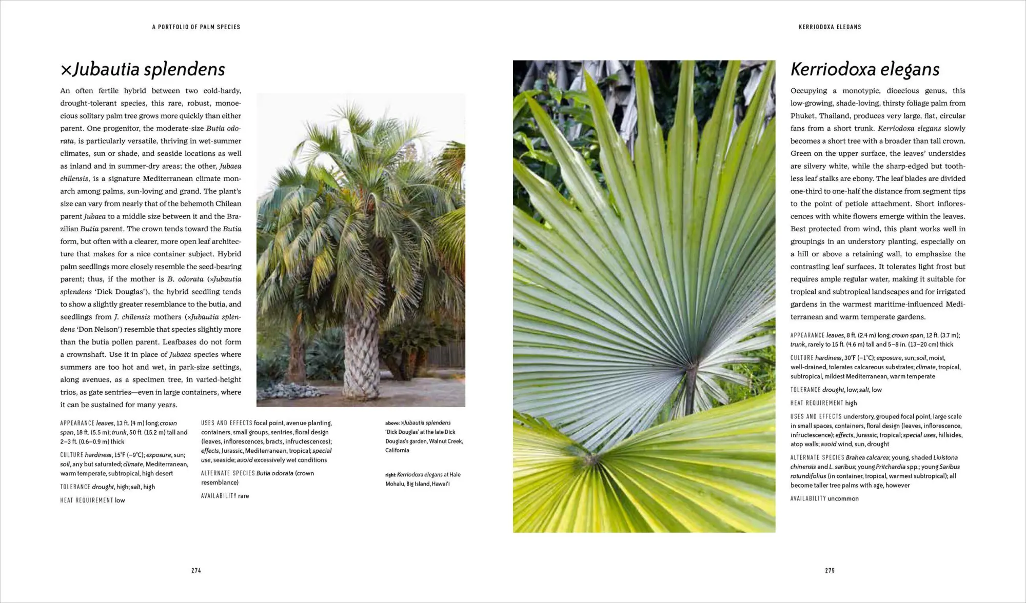 Bild: 9781604695434 | Designing with Palms | Jason Dewees | Buch | Gebunden | Englisch