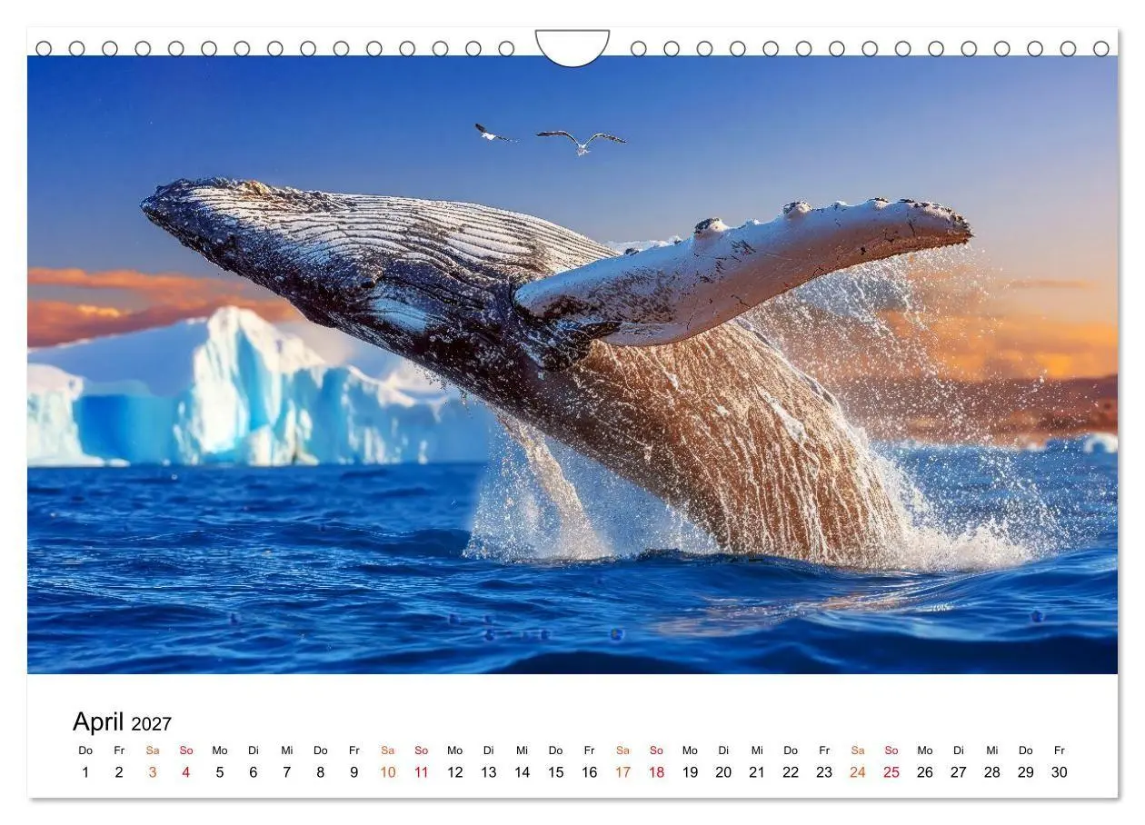 Bild: 9783516905434 | Wale - ein Jahr voller Meer (Wandkalender 2027 DIN A4 quer),...