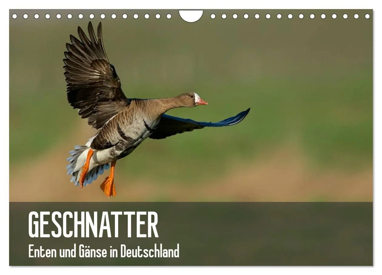Cover: 9783516115734 | Geschnatter - Enten und Gänse in Deutschland (Wandkalender 2026 DIN...