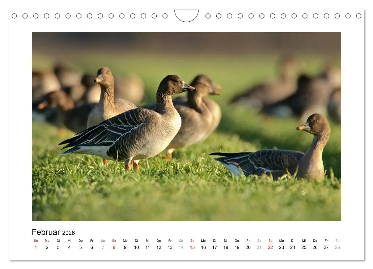 Bild: 9783516115734 | Geschnatter - Enten und Gänse in Deutschland (Wandkalender 2026 DIN...