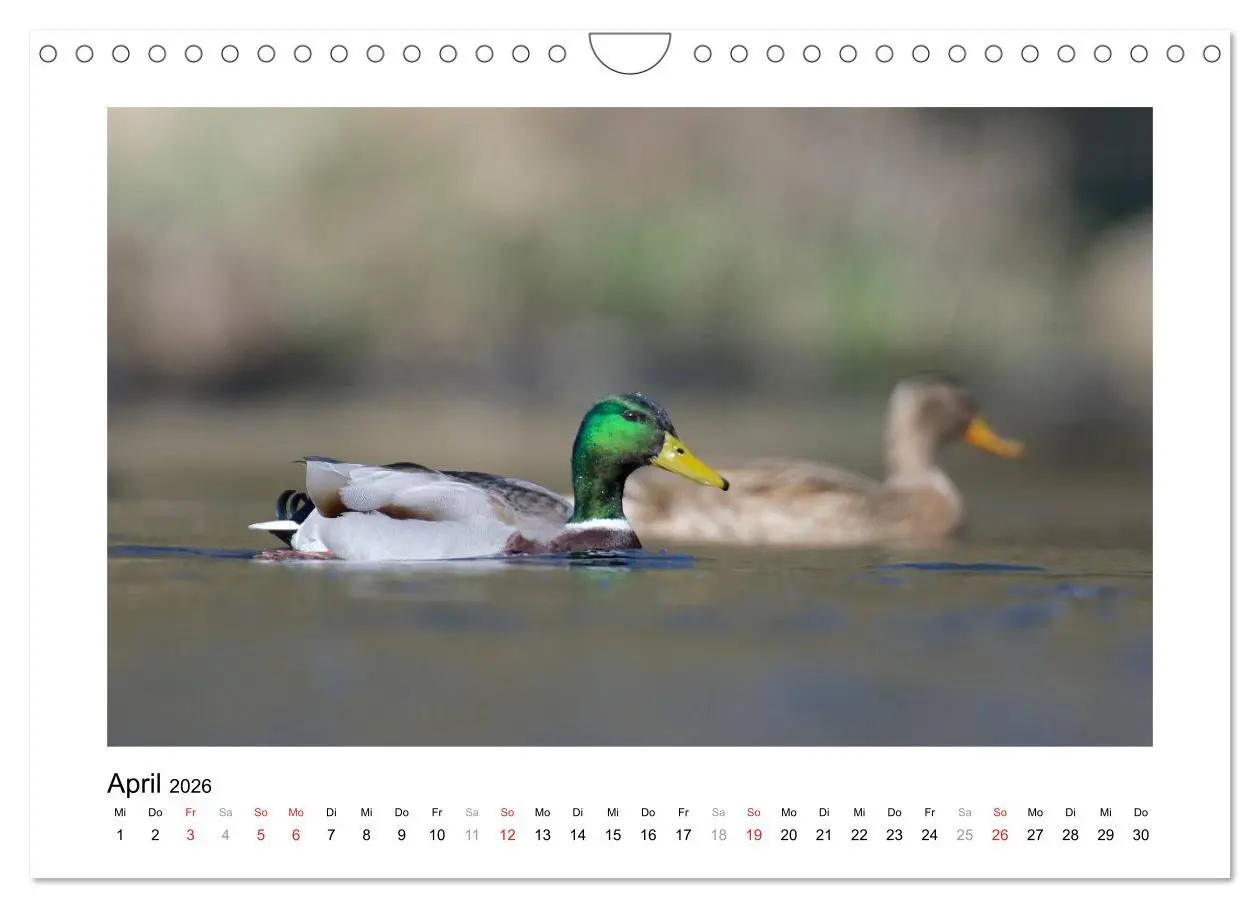 Bild: 9783516115734 | Geschnatter - Enten und Gänse in Deutschland (Wandkalender 2026 DIN...