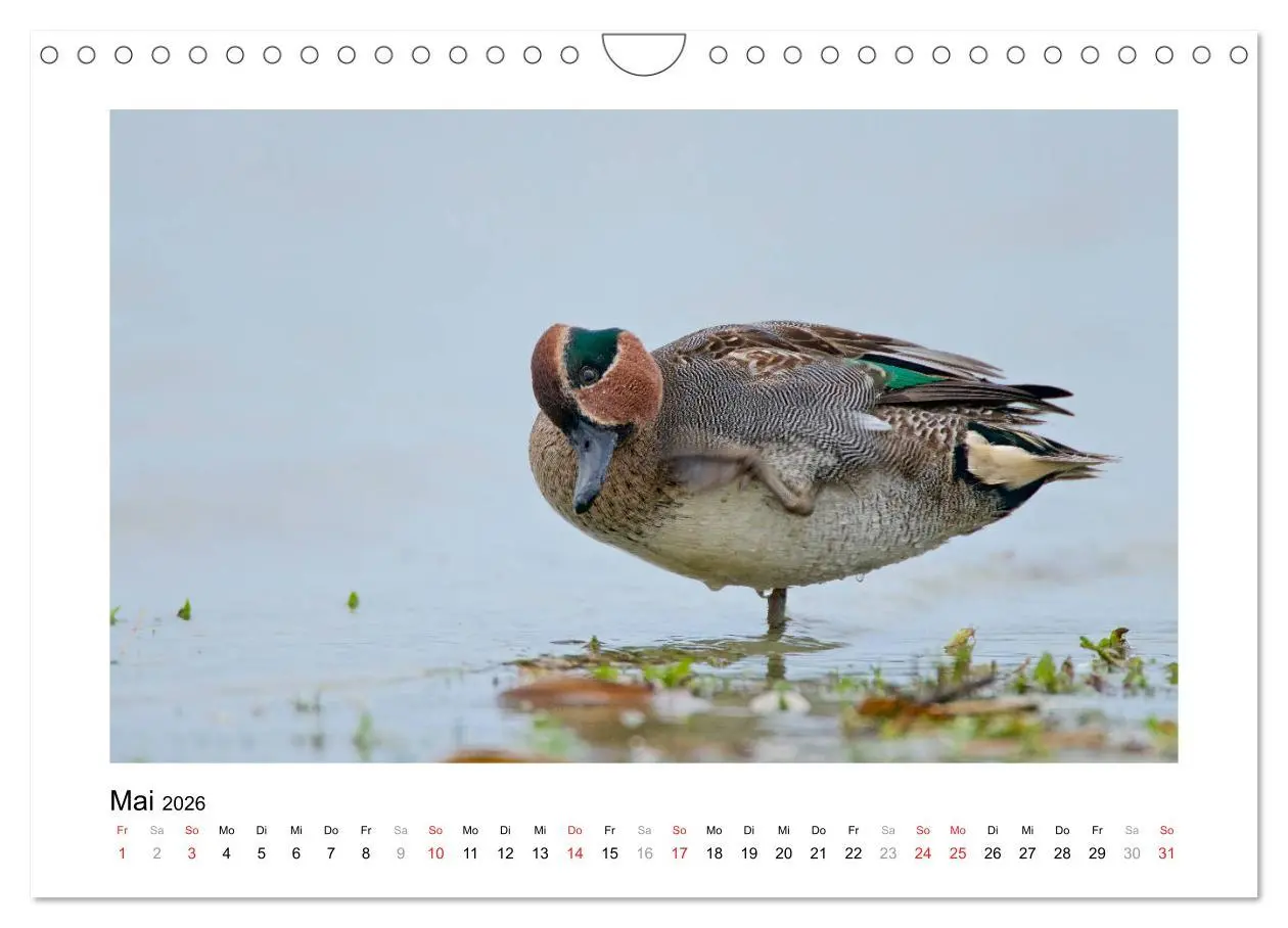 Bild: 9783516115734 | Geschnatter - Enten und Gänse in Deutschland (Wandkalender 2026 DIN...