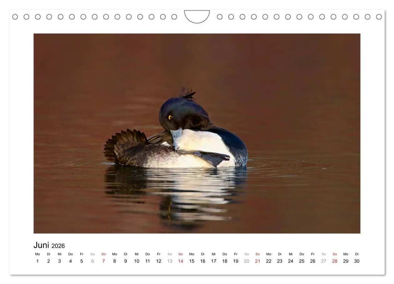Bild: 9783516115734 | Geschnatter - Enten und Gänse in Deutschland (Wandkalender 2026 DIN...
