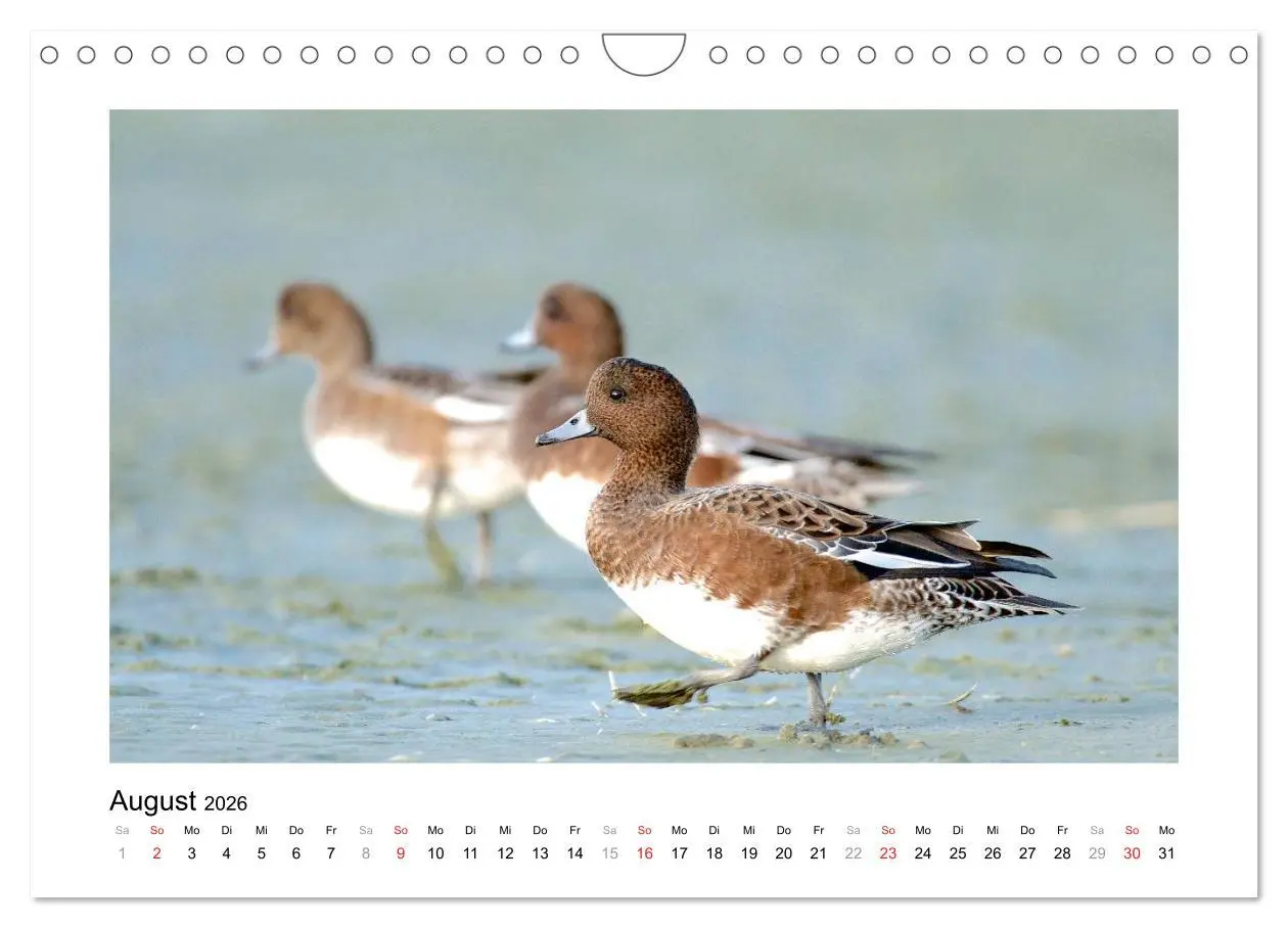 Bild: 9783516115734 | Geschnatter - Enten und Gänse in Deutschland (Wandkalender 2026 DIN...