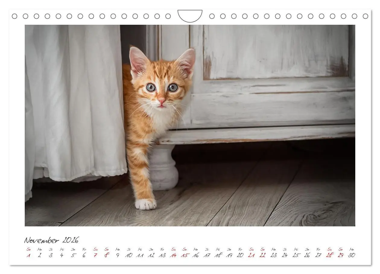 Bild: 9783457255834 | Zauberhafte rote Kätzchen (Wandkalender 2026 DIN A4 quer), CALVENDO...
